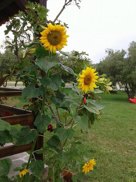 Villa Irida Sarti Dış mekan fotoğraf